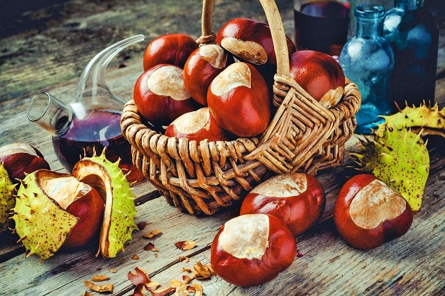 At Kestanesi Nedir? Faydaları Ve Zararları Nelerdir?