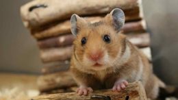 Hamster Nedir? Hamsterlar Ne Yer, Nerede Yaşar, Özellikleri Nelerdir?