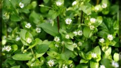 Kuş Otu Nedir? Nasıl Kullanılır? Faydaları Nelerdir?