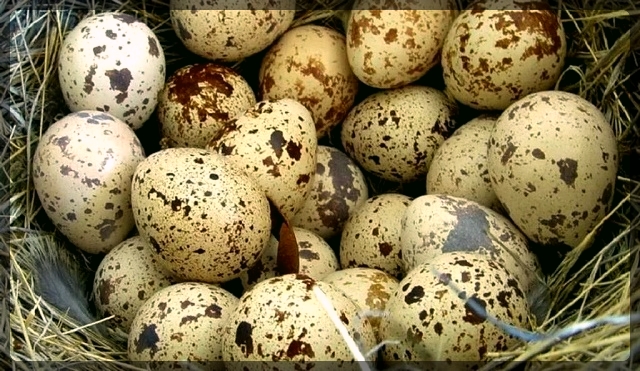 Bıldırcın Yumurtasının Faydaları Nelerdir? Nasıl Tüketilmelidir?