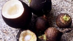 Kara Turp Nedir? Kara Turpun Faydaları Nelerdir?